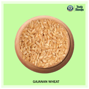 Gajanan Wheat